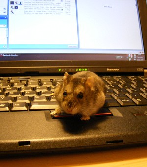 Blogging Hamster
